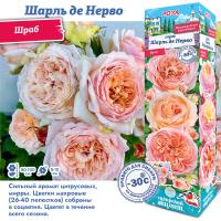 Роза Шарль де Нерво (Шраб) 1шт (Сиб сад)