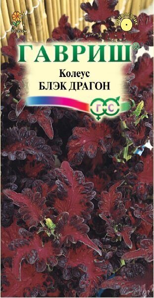 Колеус Блэк Драгон 4шт (Гавриш)