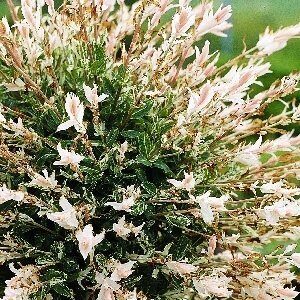 Ива Хакуро Нишики (туба Р9) 1шт (Колорлайн)