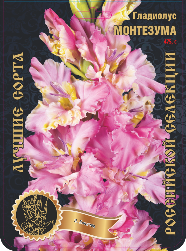 Гладиолус Монтезума 475,Коничек 1 р-р 1шт (Ф)