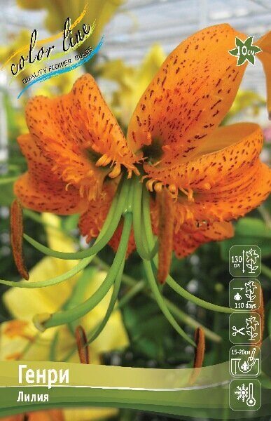 Лилия Генри (Специальный гибрид) 12/14 1шт (Колорлайн)