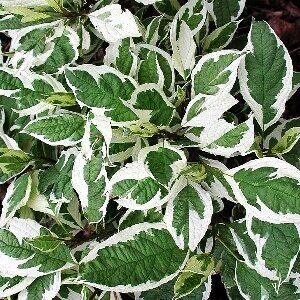 Дерен Сибирика Вариегата (туба Р9) 1шт (Колорлайн)