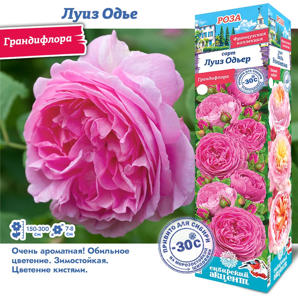 Роза Луиз Одье (Грандифлора) 1шт (Сиб сад)