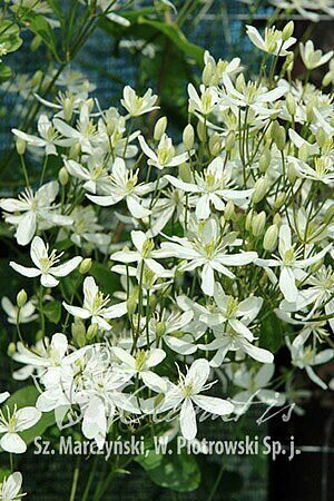 Клематис Маньчжурский (туба Р9) 1шт (Колорлайн)