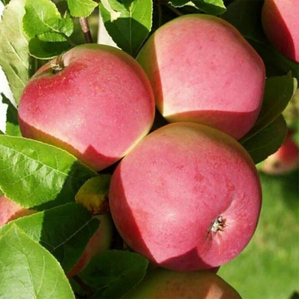 Яблоня Конфетное-2 (саженец с этикеткой) 1шт (Сиб сад)