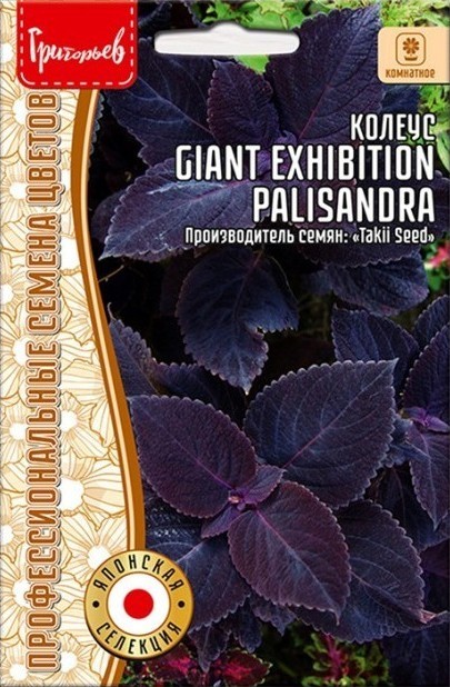 Колеус Giant Exhibition Palisandra однолетник 3шт (Ред.сем)