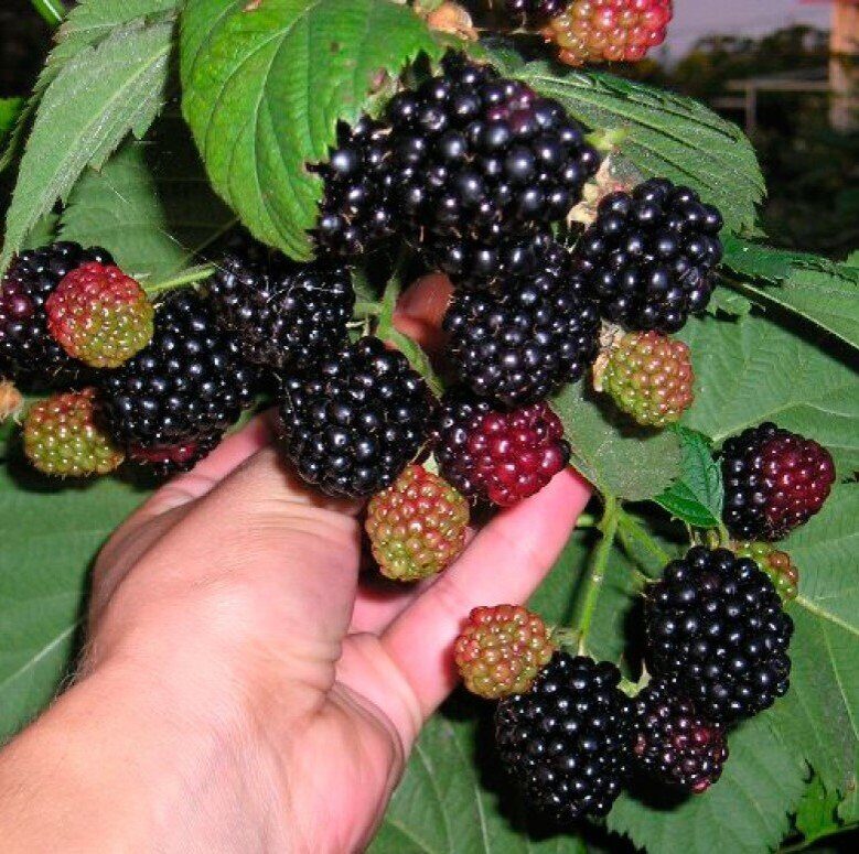 Ежевика Тонфри (коробка) 1шт (Поиск)