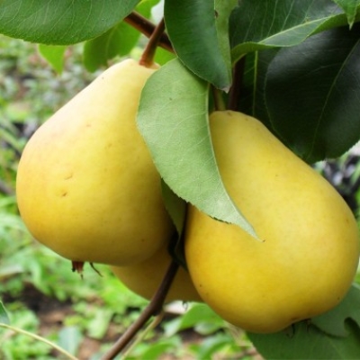 Груша Лада (саженец с этикеткой) 1шт (Сиб Сад)