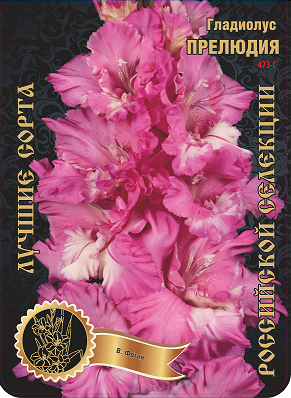 Гладиолус Прелюдия 473,Фотин 1 р-р 1шт (Ф)