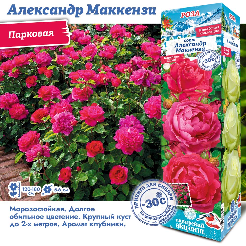 Роза Александр Маккензи (Канадская/Парковая) 1шт (Сиб сад)