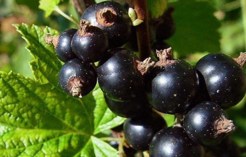 Смородина Бессемянная черная (коробка) 1шт (Сиб сад)