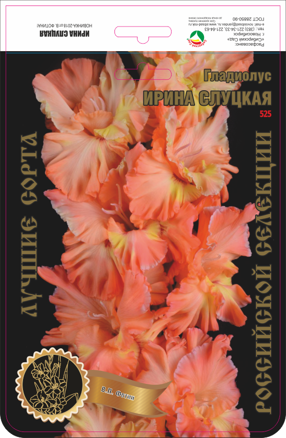 Гладиолус Ирина Слуцкая 525,Фотин 1 р-р 1шт (Ф)
