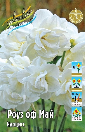 Нарцисс Роуз оф Май 12/14 3шт (Колорлайн)