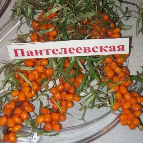 Облепиха Пантелеевская (коробка) 1шт (Сиб Сад)