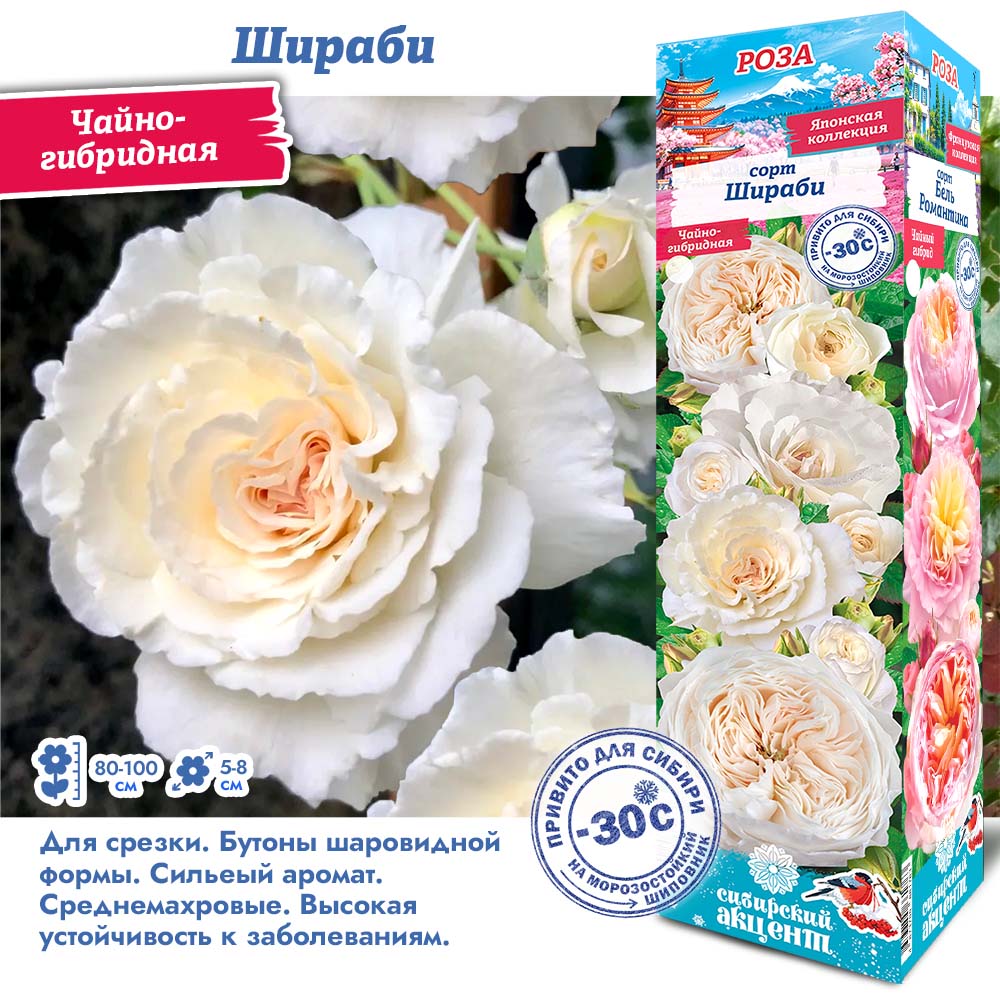 Роза Шираби (Японская/Чайно-гибридная) 1шт (Сиб сад)