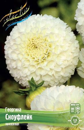 Георгина Сноуфлейк 1шт (Колорлайн)