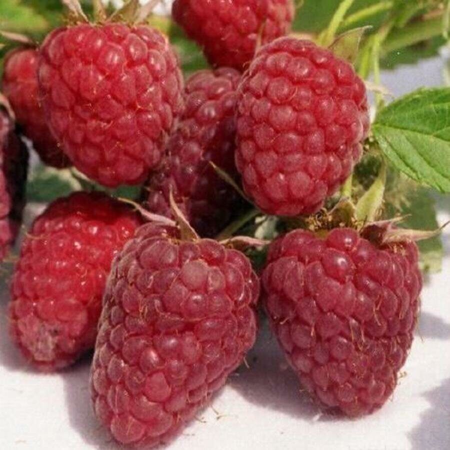 Малина Изобильная Казакова ремонтантная (коробка) 1шт (Сиб Сад)