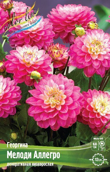 Георгина Мелоди Пинк Аллегро 1шт (Колорлайн)