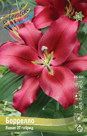 Лилия Боррелло (OT гибрид) 14/16 1шт (Колорлайн)
