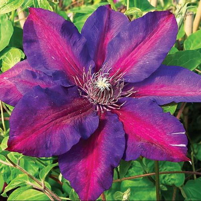 Клематис Миссис Н.Томпсон (капер) 1шт (Поиск)