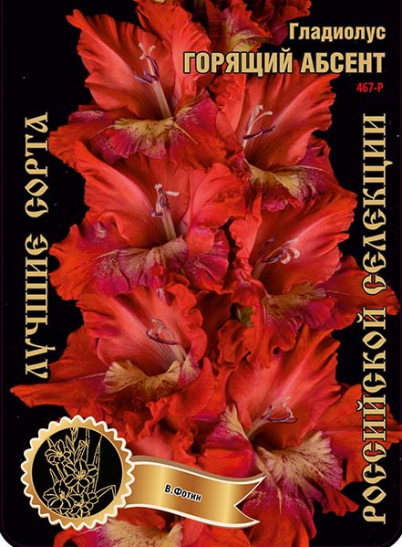 Гладиолус Горящий Абсент 467,Фотин 1 р-р 1шт (Ф)