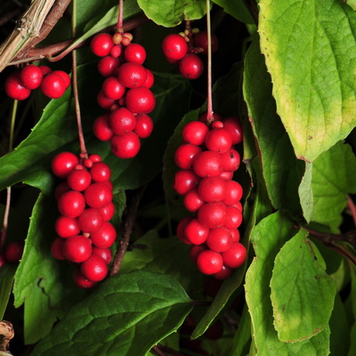 Лимонник Синензис (коробка) 1шт (Поиск)