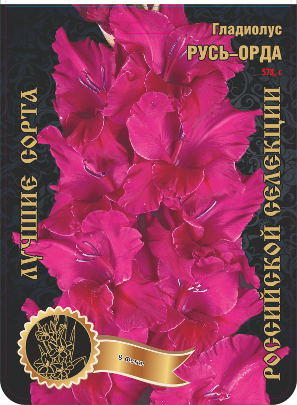 Гладиолус Русь-Орда 587,Фотин 2 р-р 1шт (Ф)