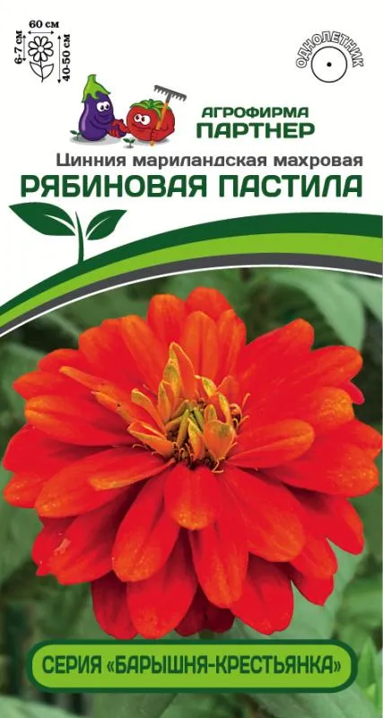 Цинния Рябиновая Пастила махровая 5шт (Партнер)