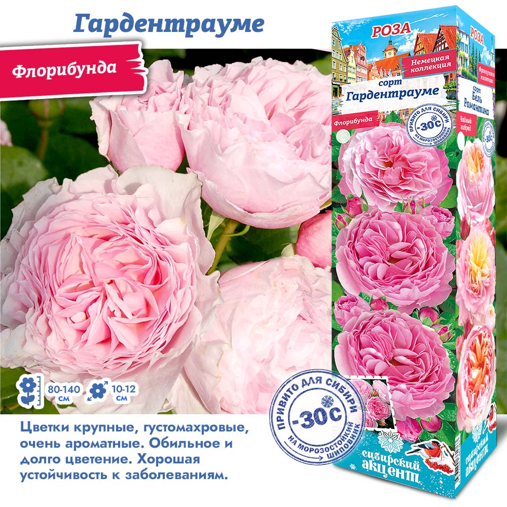 Роза Гардентрауме (Флорибунда) 1шт (Сиб сад)