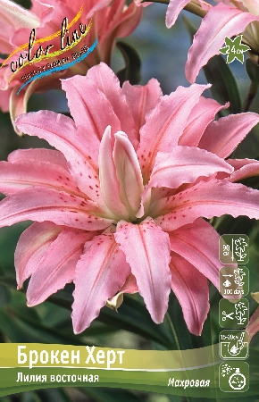 Лилия Брокен Херт (Восточная/Махровая) 12/14 1шт (Колорлайн)
