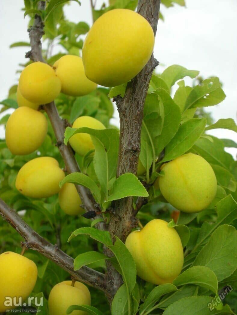 Слива Вика китайская (саженец с этикеткой) 1шт (Сиб Сад)