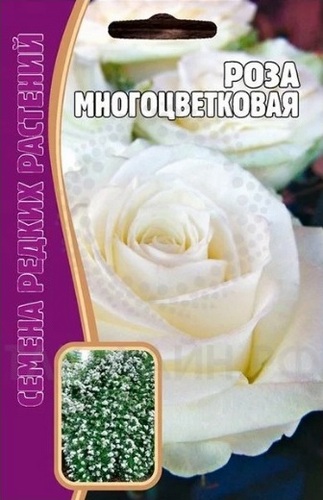Роза Морщинистая многолетник 10шт (Ред.сем)