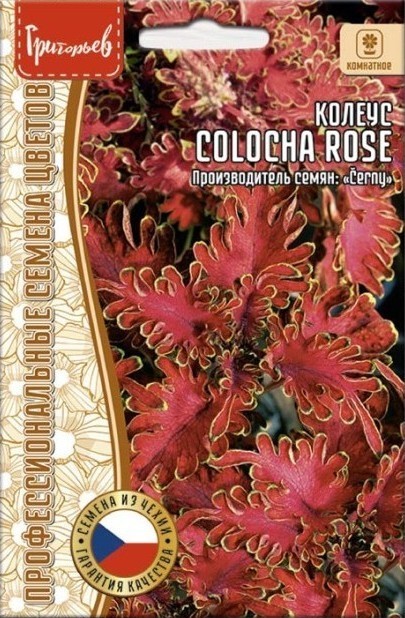 Колеус Colocha Rose однолетник 5шт (Ред.Сем.)