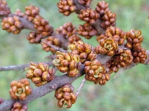 Облепиха Гномик мужской (коробка) 1шт (Сиб Сад)