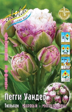 Тюльпан Пегги Уандер 11/+ 3шт (Колорлайн)