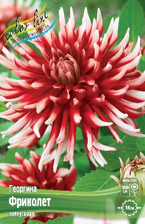 Георгина Фриколет 1шт (Колорлайн)