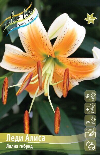 Лилия Леди Алиса (Специальный гибрид) 12/14 1шт (Колорлайн)