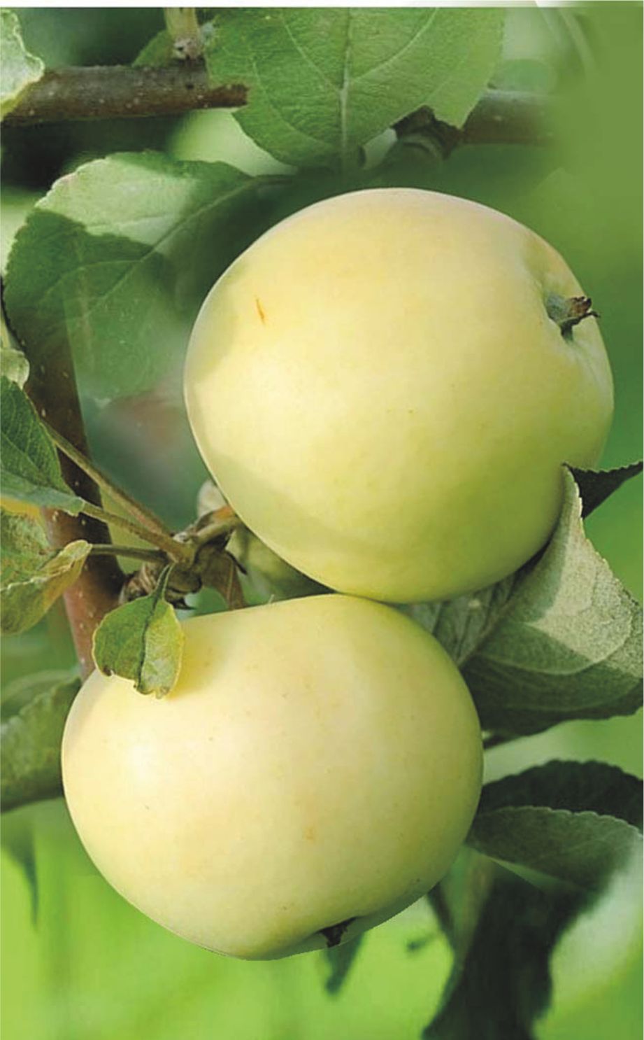 Яблоня Белый налив обыкновенная (саженец с этикеткой) 1шт (Сиб Сад)