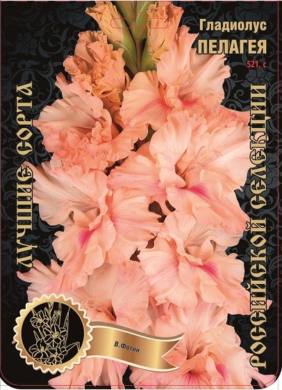 Гладиолус Пелагея 521,Фотин 1 р-р 1шт (Ф)