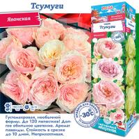 Роза Тсумуги (Японская) 1шт (Сиб сад)