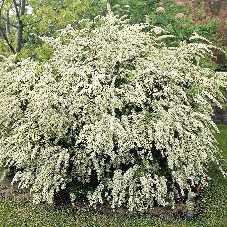 Спирея Вангутта (туба Р9) 1шт (Колорлайн)