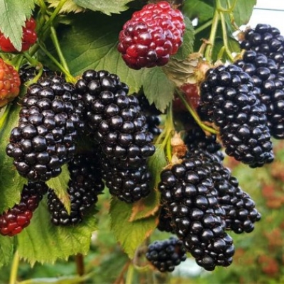 Ежевика Натчез (коробка) 1шт (Сиб Сад)