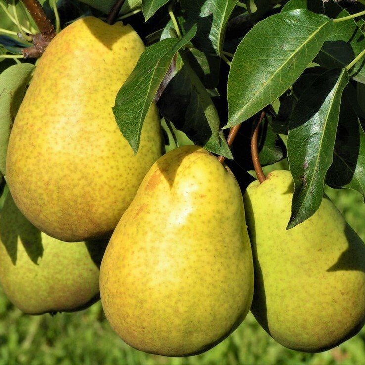 Груша Чижовская (саженец с этикеткой) 1шт (Сиб Сад)