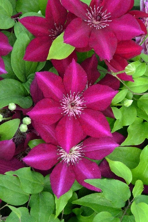 Клематис Перида 1шт (Колорлайн)