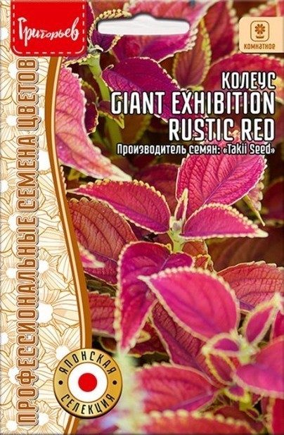 Колеус Giant Exhibition Rustic Red  3шт (Ред.сем)