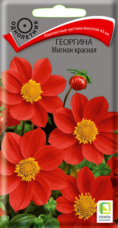 Георгина Мигнон красная однолетник 0,2г (Поиск)