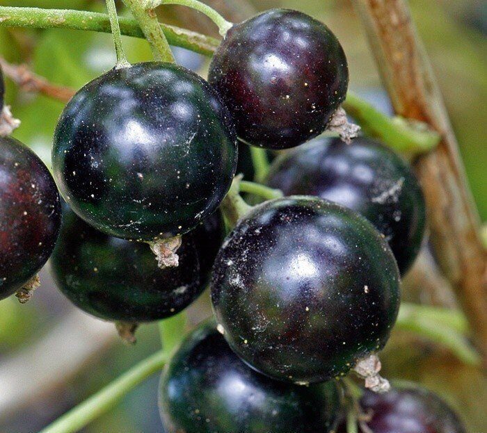 Смородина Лентяй черная (коробка) 1шт (Сиб сад)