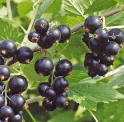 Смородина Ленинградская сладкая (Велой) черная (коробка) 1шт (Сиб Сад)