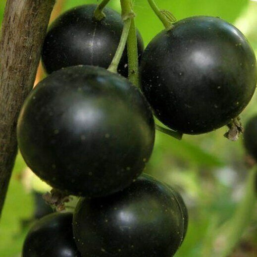 Смородина Селеченская-2 черная (коробка) 1шт (Сиб Сад)