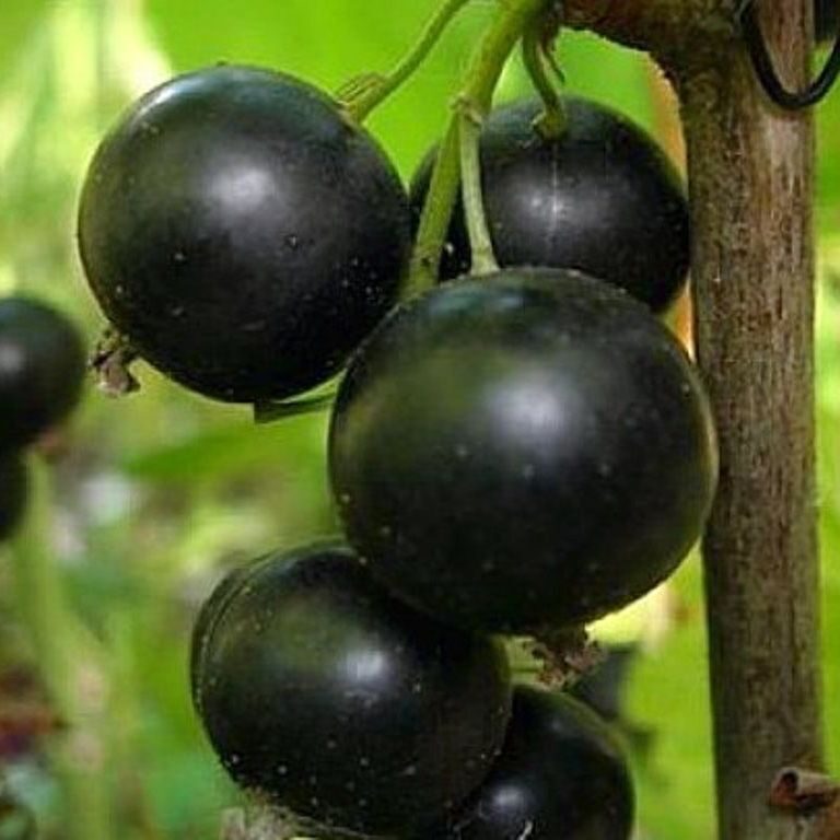 Смородина Ядреная черная (коробка) 1шт (Сиб Сад)